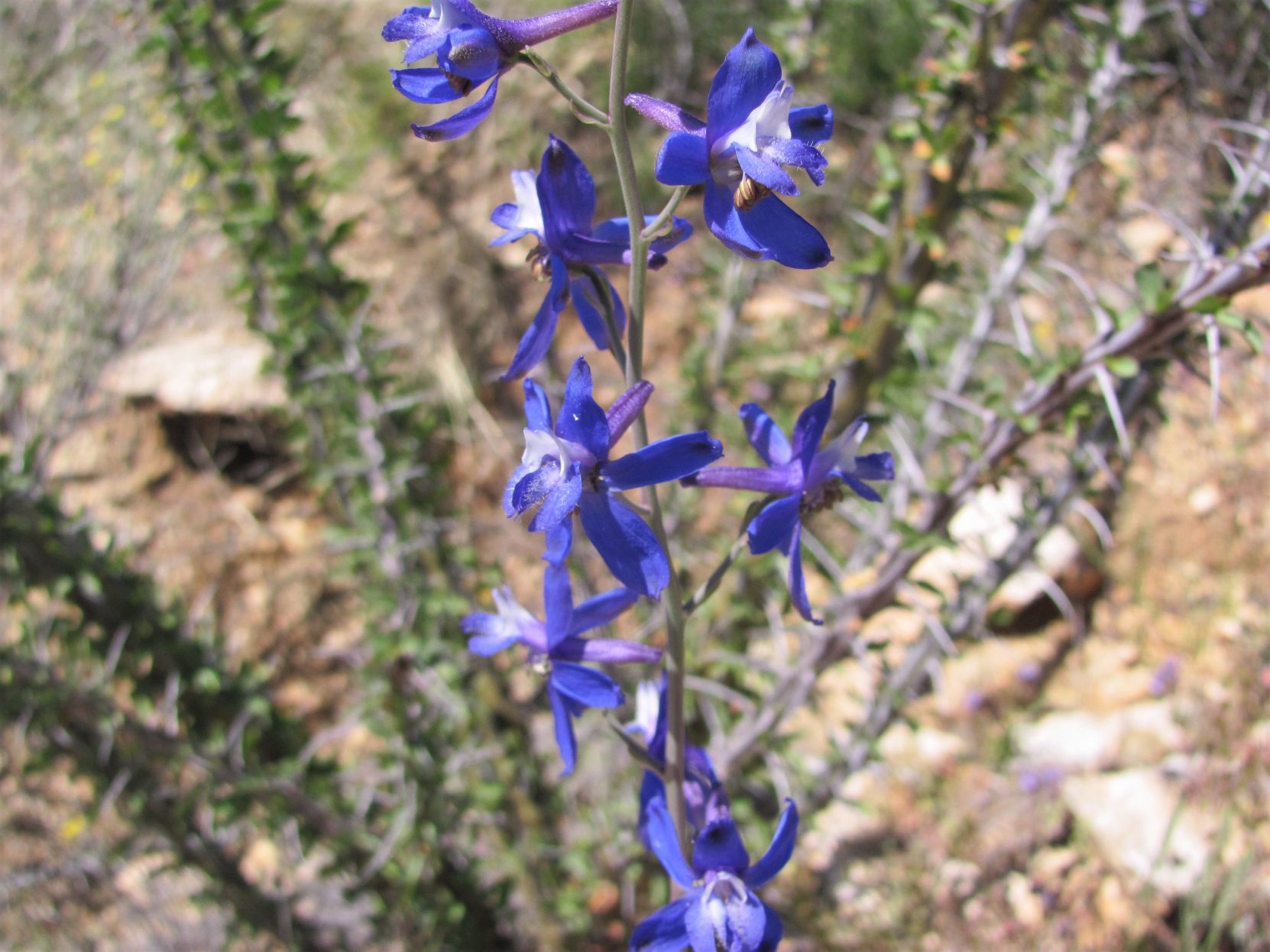 Delphinium